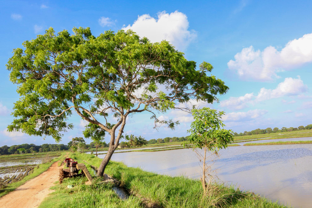 Suriname's Prime Tourist Spots